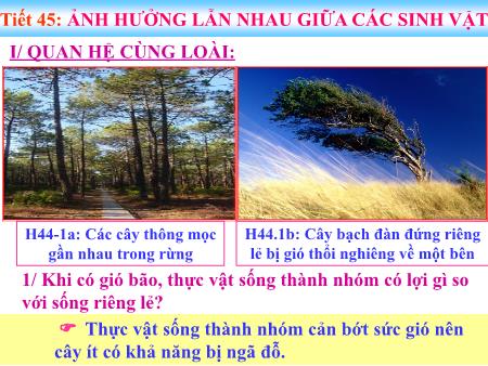 Bài giảng Sinh học 9 - Tiết 45: Ảnh hưởng lẫn nhau giữa các sinh vật