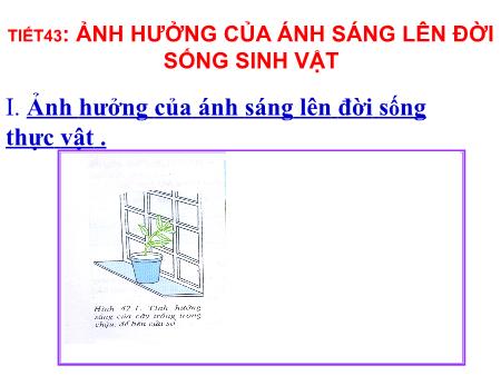 Bài giảng Sinh học Lớp 9 - Tiết 43: Ảnh hưởng của ánh sáng lên đời sống sinh vật